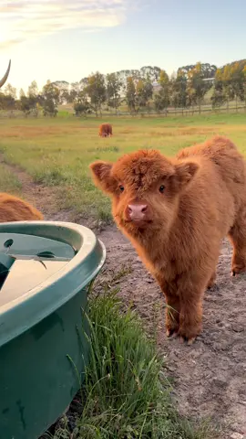 Golden hour with Honey 🌅 oh how sweet you are! #highlandcow #highlandcalf #highland #wildhandfarm 