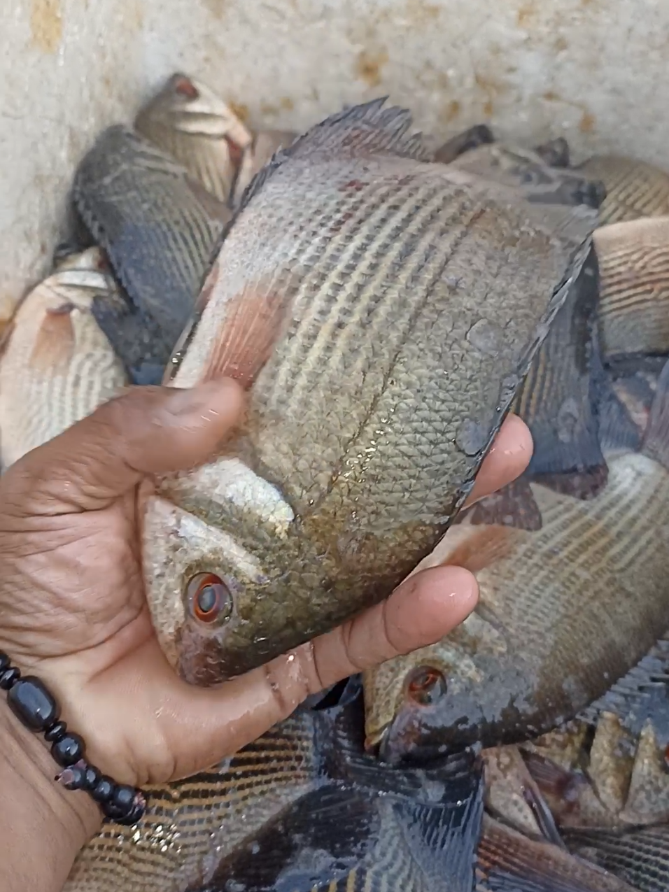 ikan tembakang sungai Kampar #padahariini #fyp #vidioviral #vidiohariini 