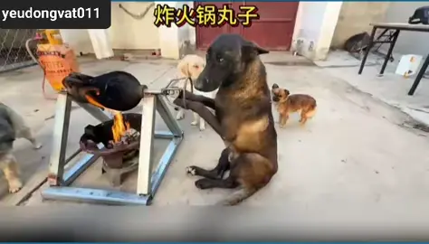 #độngvật #huấnluyệnchó #chó_cưng 