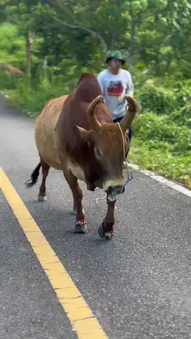 พร้อมไปอยู่บ่อนแล้วครับ🤟🏻 #ลันดาอิทธิพล2499_เด็กช่าง🦅 #บจก_ไวยกิจเจริญ🐂💯 #เขากรายการช่าง_ทุ่งสง🤍 #ไม่ใช่ทารุณกรรมสัตว์ #อย่าปิดการมองเห็นผมนะ 