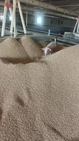 Trong video bao gồm tiếng thét, tiếng thở dốc và những tiếng không thể phiên dịch được. Ông chủ thật ưu ái mấy kiếp sau ta ăn cũng không hết.#heo #feed #farm #food #trending 