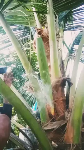 cara nyadap pohon kelapa tehnik termudah #coconut #petanigulamerah #fypシ #video?fyp 