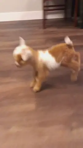 Cute baby goat 🥰 #babygoat #babygoats #dwarfgoat #goat #goatsoftiktok 