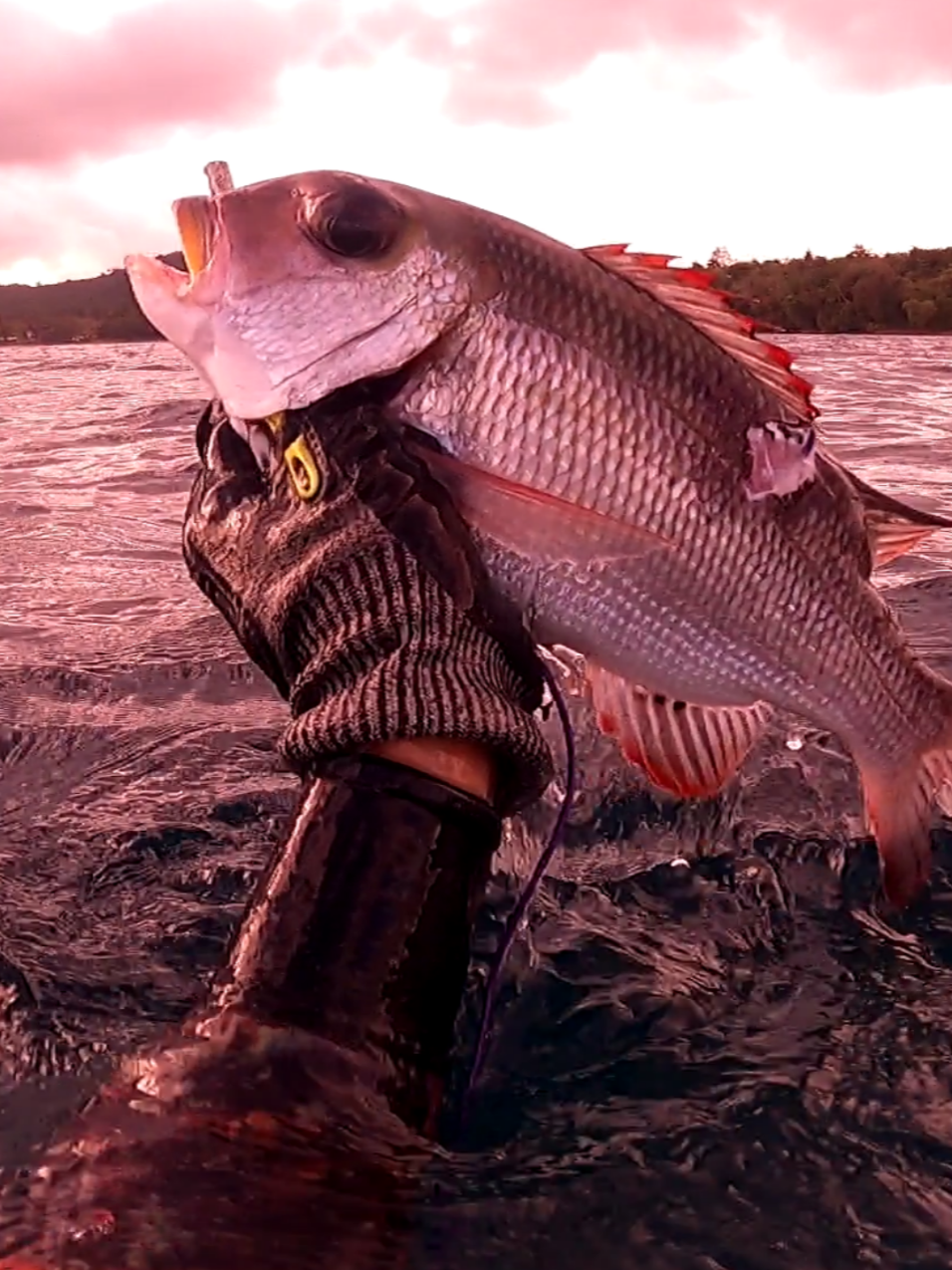 bigeye emperor