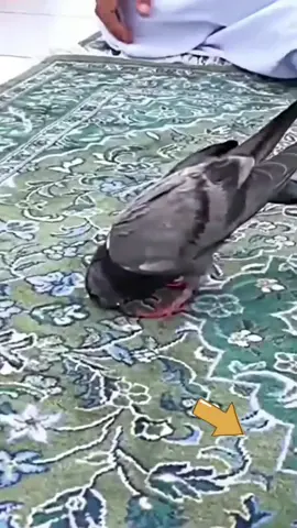 #islamic_video #viral #tiktok #foryoupage #fypシ 