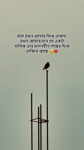 বাবা যখন আমার দিকে তাকায়, তখন আমার মনে হয় একটা মালিক তার ফলনহীন গাছের দিকে তাকিয়ে আছে..! 🥹💔 #foryou #foryoupage #statusvideo #fatherlove #bdtiktokofficial🇧🇩 @TikTok Bangladesh @TikTok Bangladesh 