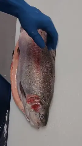 #trout #rainbowtrout #seafood #filletingfish #filleting 