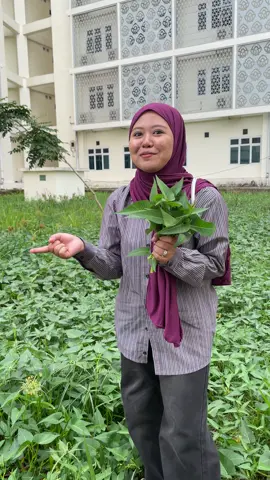 pov: nyasar di uin malah ketemu kangkung😭