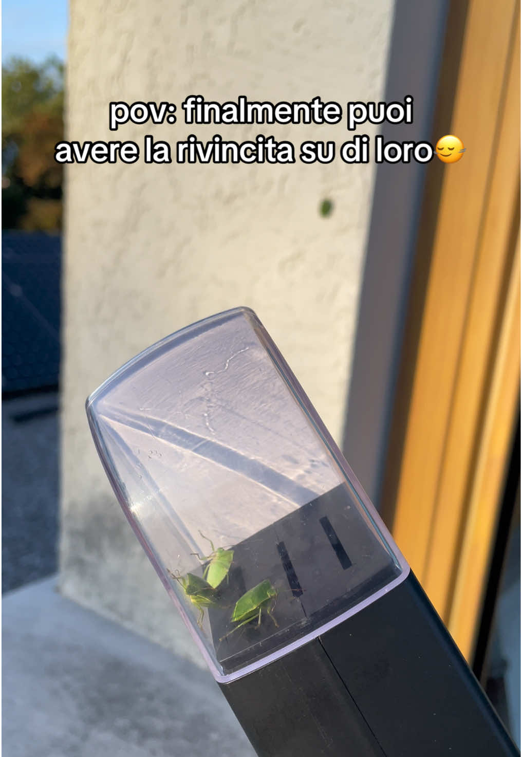 Chi aspettava solo questo momento?🙋‍♀️🙋‍♂️ #perte #insetti #casa #cimici #rivincita 