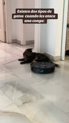 Cuando te ataca la conga… #cat 