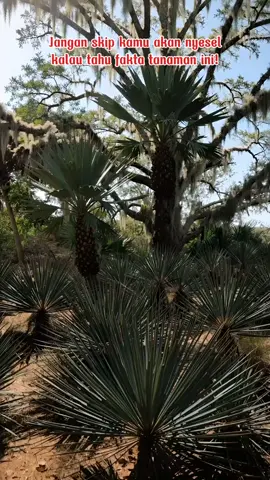 #sawpalmetto #sehatalami #herbal #gayahidupsehat #fyp 