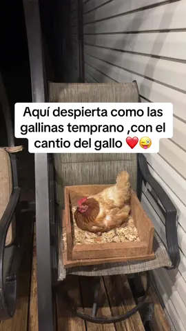 Me encanta escuchar los gallos cantar cuando aun no ha amanecido ❤️❤️🙏#sol_cuba1981 #buenasvibras 