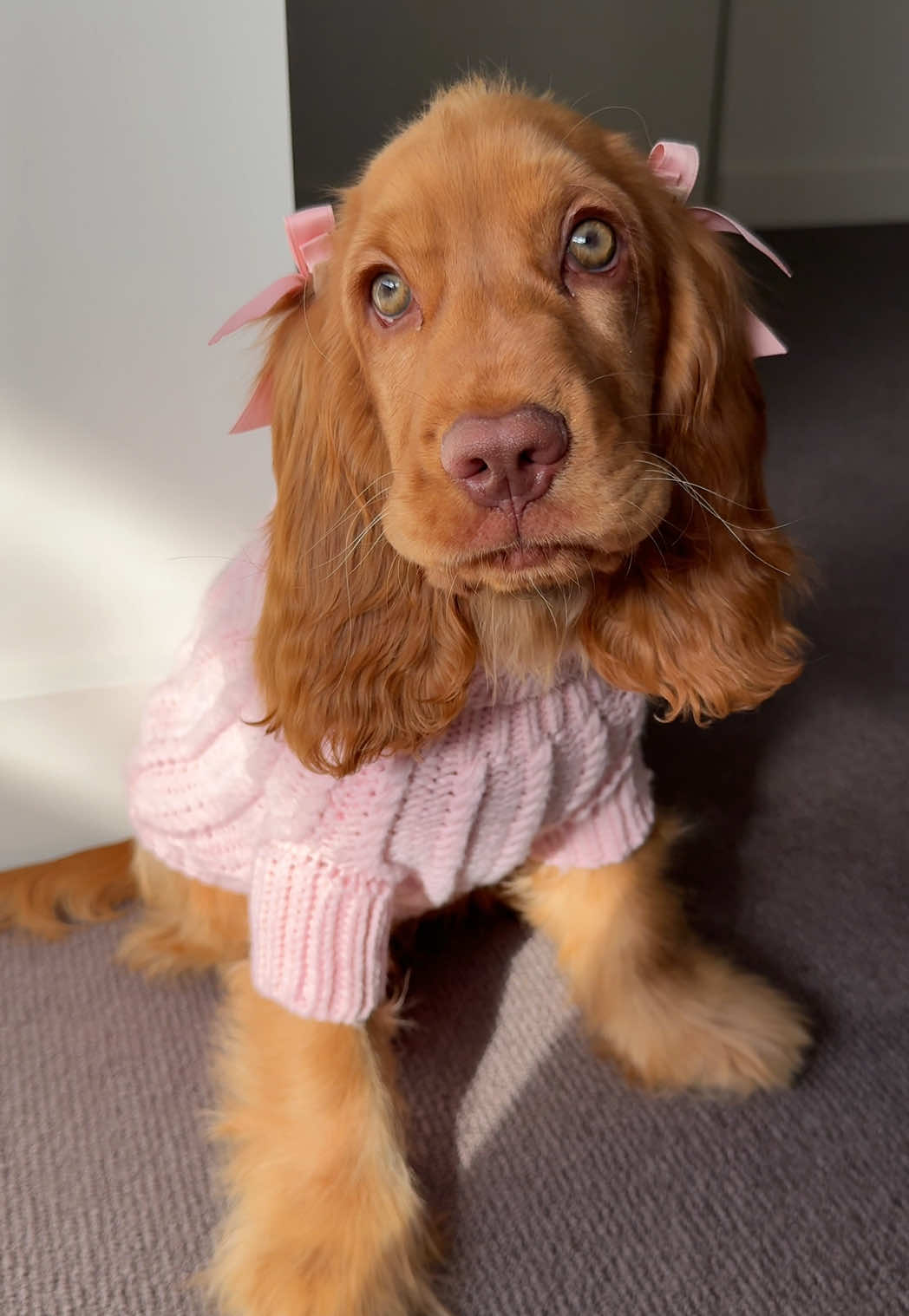 Pretty in pink 💕🌸💓🎀👛 #puppy #dogsoftiktok #cockerspaniel #puppylove #cutedog 