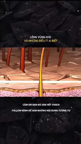 LÔNG VÙNG KHE VÀ NHỮNG ĐIỀU ÍT AI BIẾT#Laernontiktok #kienthuc #khoahoc #cuocsong 