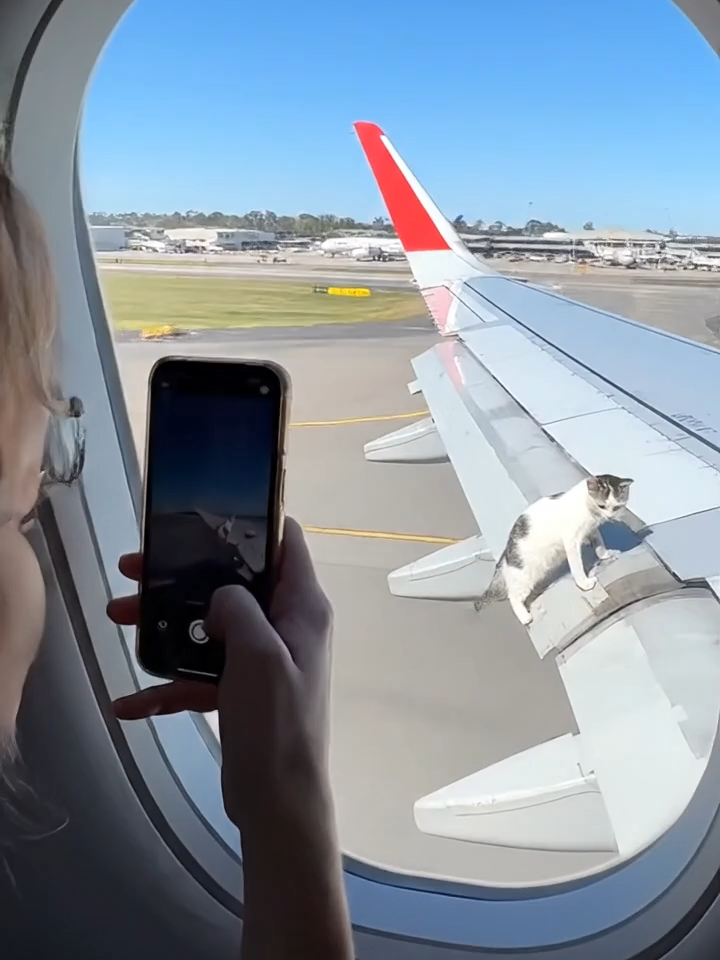 cat on wing of plane #catsoftiktok #catlovers #plane  #cat #catsoftiktok 