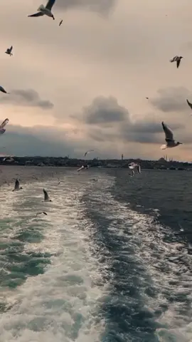 الحب دون لقاء عشق #اشعار #شعراء_وذواقين_الشعر_الشعبي🎸 #كلام_من_القلب #اكسبلور #fyp 