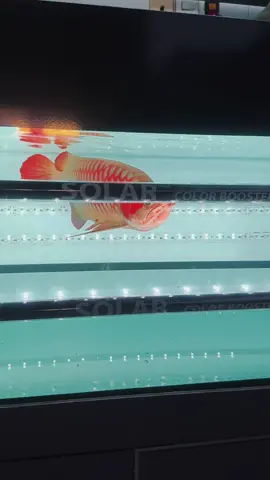 Không biết có được cao cấp như mấy dòng anh em đang pán không nữa🥰