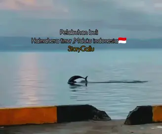 #SuasanaSorediPantai,PelabuhanBuli# dengan pemandangan LumbaLumba