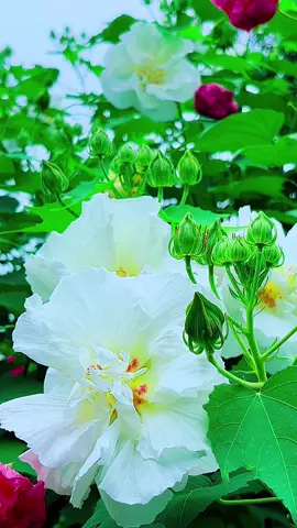 #美しい花景色 、大鐘家の酔芙蓉が見頃を迎えます、朝白、昼ピンク、夕方赤色、とても綺麗です。#Beautiful  Scenery In Shizuoka Japan 
