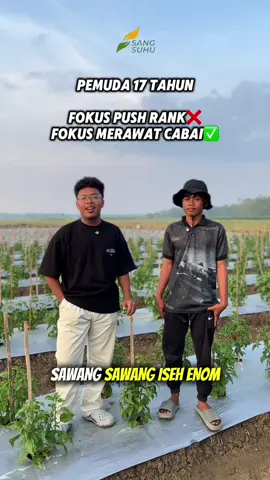 pemuda 17 tahun ini yang teman temannya kebanyakan sibuk nongkrong, tetapi dia sibuk merawat lahan cabai 🔥 @Petani Bumi Samin🍃  #fyp #petaniindonesia🇮🇩🇮🇩🇮🇩🌿🌿 #petanimuda #senimanpertanian #petanicabai 