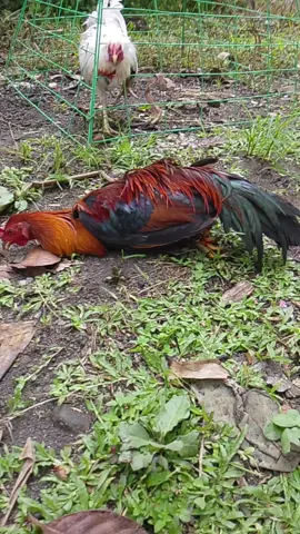 1xwin kana white kelso buti naka bawi ka isang palo lang nakuha mo agad🫡🫡🫡