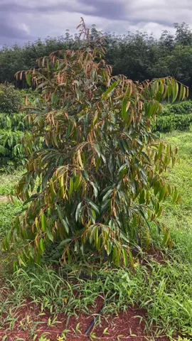 Sầu + cf tròn 10th tuổi 🍀🍀🍀#sauriengcon #trongsaurieng #nongnghiep 