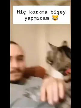 Normal değil bunlar 😂#sevimlipatiler #kediler #kedi 