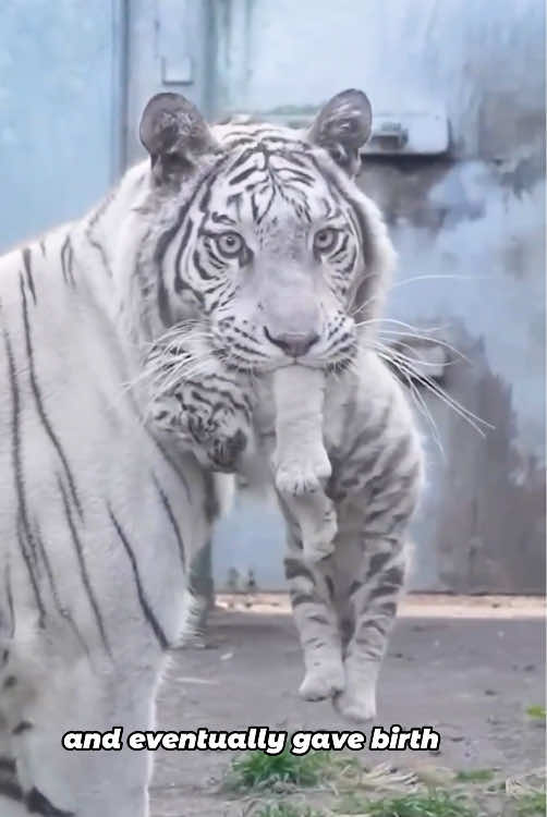 Zookeeper Helps Pregnant White Tiger Give Birth After Feeling Down#animals #whitetiger #friendship #dog #fyp 