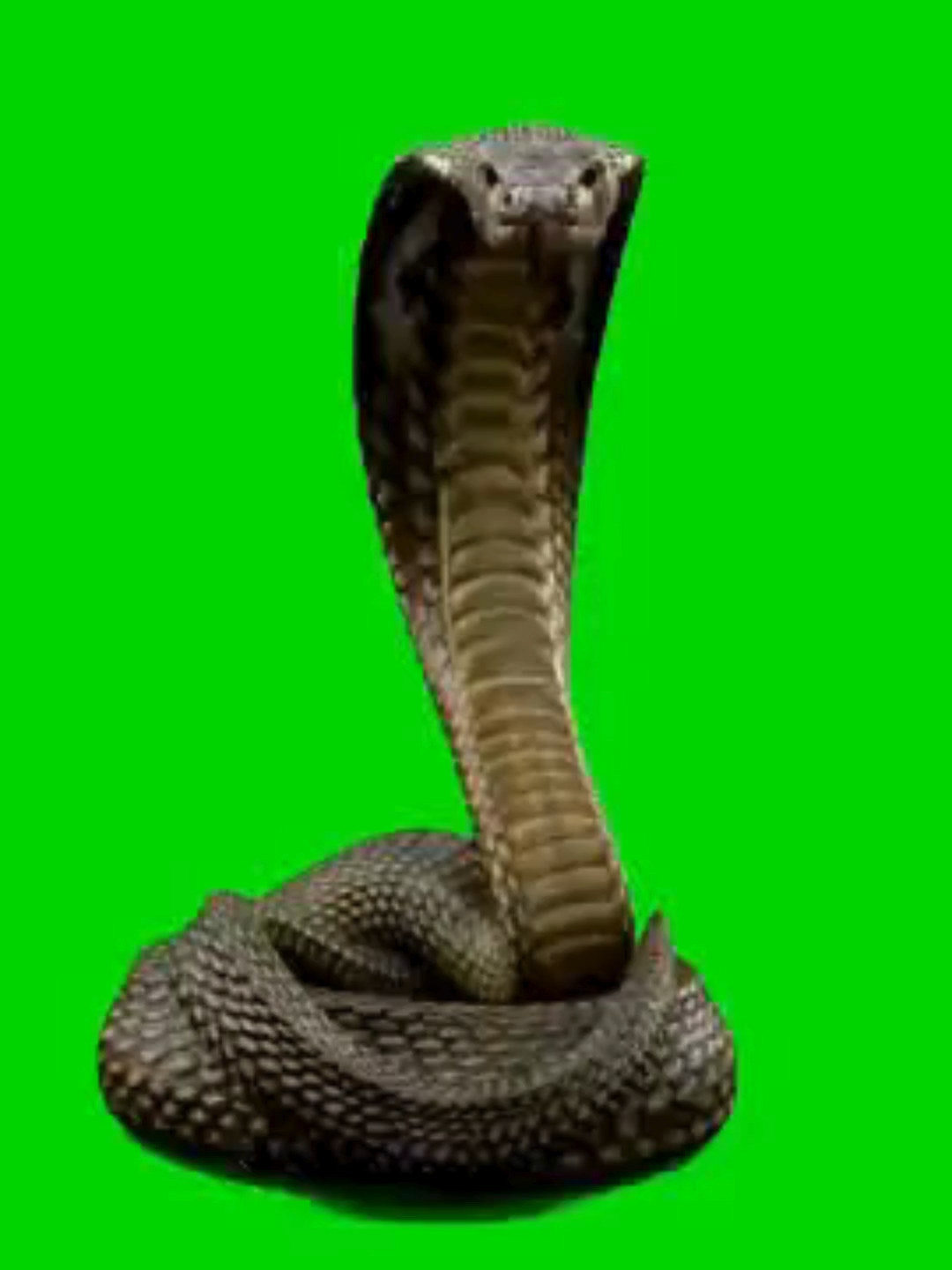 nake #greenscreenchallengecatólico❤️ #greenscreen #greenscreenvideo #greenscreeneffect #foryoupage❤️❤️ #fyp #pfy #snake
