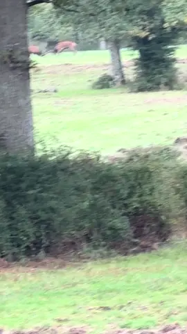 #brame #cerf #chambord #chasse #fyp 