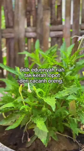 nyaman bhei lah reng odik😌#questmadura #ᴹᴰᴿGULUK #madurapride #lewatberandafyp 
