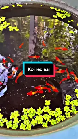 Ikan selucu ini masa kalian gamau pelihara dirumah kalian 😳😭 #guppyindonesia #fishoftiktok #albinokoiredear #guppy #ikanguppy 