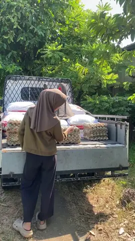 #bebekpetelur #peternakmuda #bosmuda #bebekmojosari #peternak 