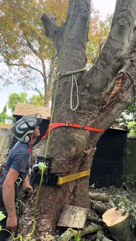 Storm damage with Peter Clark . #treework #woodwork #arb #rigging #Outdoors 
