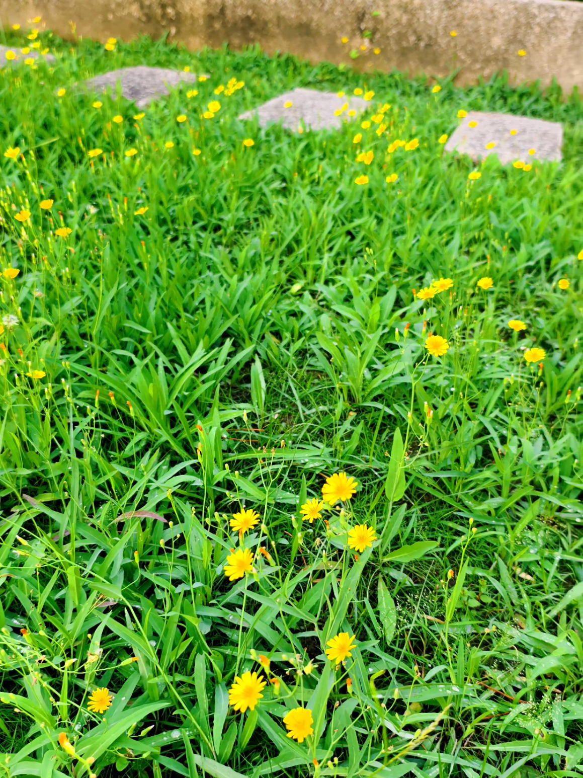 ดอกหญ้าธรรมดาๆ📸🤗🍃🌱🌿#ดอกหญ้า #ถ่ายไปเรื่อย #เธรดธรรมชาติ #📸 #ฟีดดดシ 