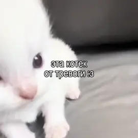 подпишись если понравилось #рек #котек #тревога #ыы 