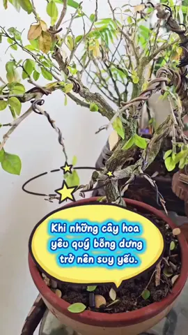 Khi cây của bạn trở nên suy yếu, không ra thêm chồi non và lá mới, bạn đừng vội vứt nó đi, vẫn còn sự trợ giúp.#chamsoccay #kichrecucmanh #phuchoicay #trongcaytainha #trongcaysieude 