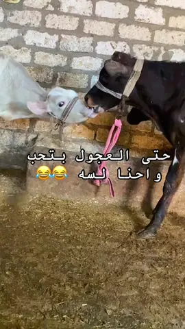 حتا العجول بتحب وانا لسه 😂😂 #شير  #CapCut  #الشعب_الصيني_ماله_حل😂😂  #اكسبلورexplore 