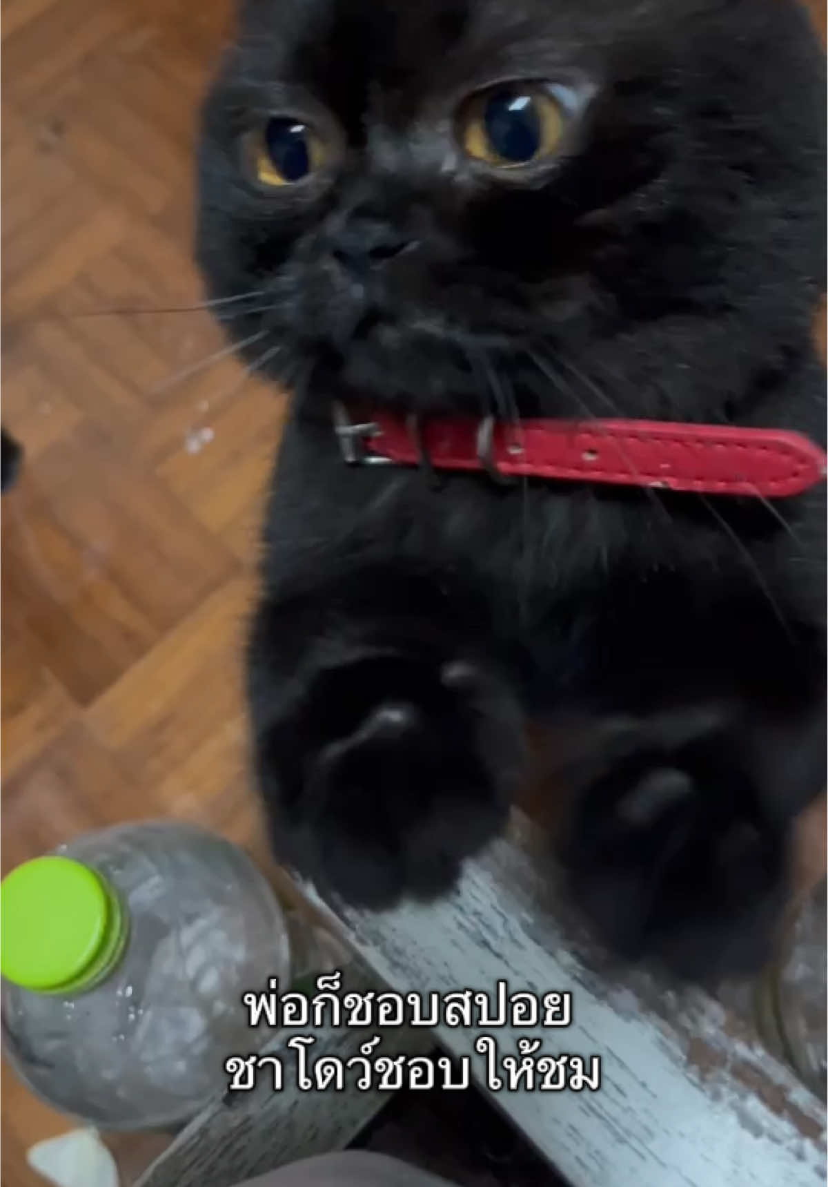 ชมกันทั้งคลิป #แมว #cat #f #fyp 