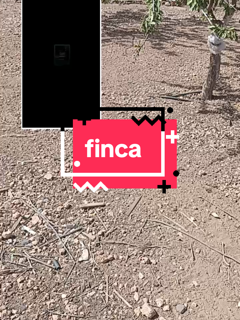 الفيرمه اللي تخدم زينه البنات قالوا لي خلات#finca #tik 