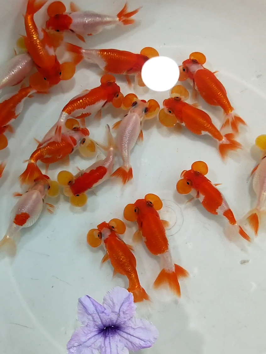 majuu terusssss  #kwangoldfish #goldfish #maskoki #bubbleeye 