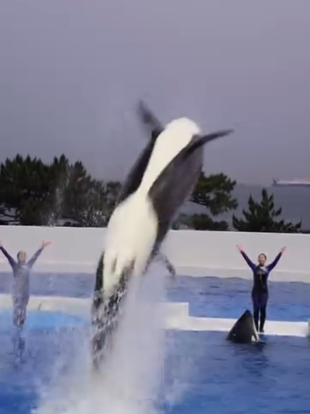 ステラと小松加苗さん！Video by: orca.stella_love - inst.ステラは素晴らしい仕事をしました！👏 #シャチのステラ #小松加苗トレーナー #orcastadium #seaworld #killerwhale #orca #aquarium #oceanarium #鴨川シーワールド #鴨川 #日本 #シャチ #シャチトレーナー #kamogawaseaworld #kobesumaseaworld #神戸須磨シーワールド 