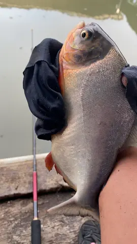 Tobrutt🤪#pringapus #fyppppppppppppppppppppppp #bawal #besutanbawal #mancing 