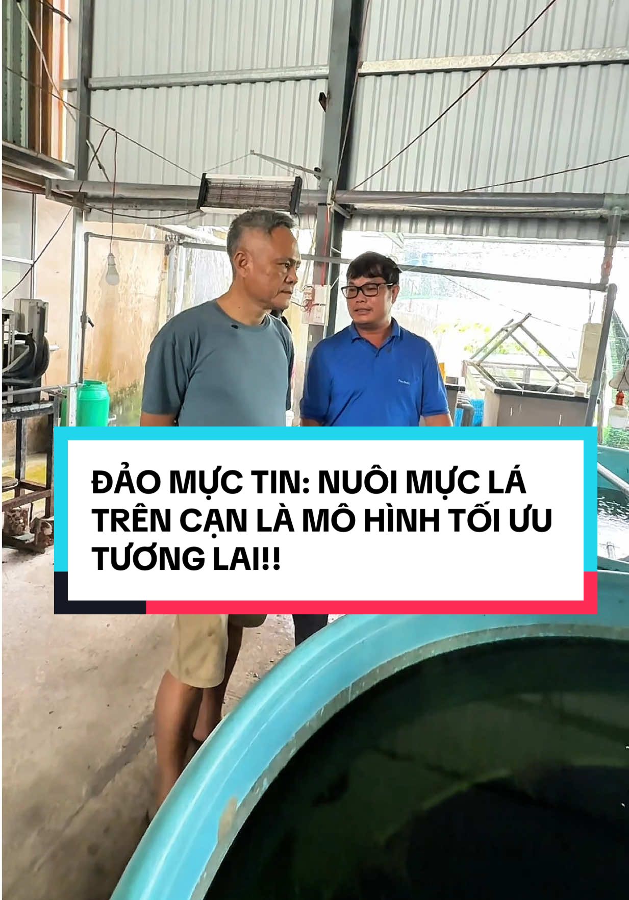 Đảo Mực Tin: Nuôi Mực Trên Cạn Là Mô Hình Tối Ưu Của Tương Lai!!! #ĐảoMực #MựcLá #HảiSản #haidaofarm #ĐờiSốngNgưDân 