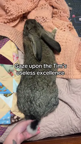 Nobody likes Tim #timdrake #dc #bunny