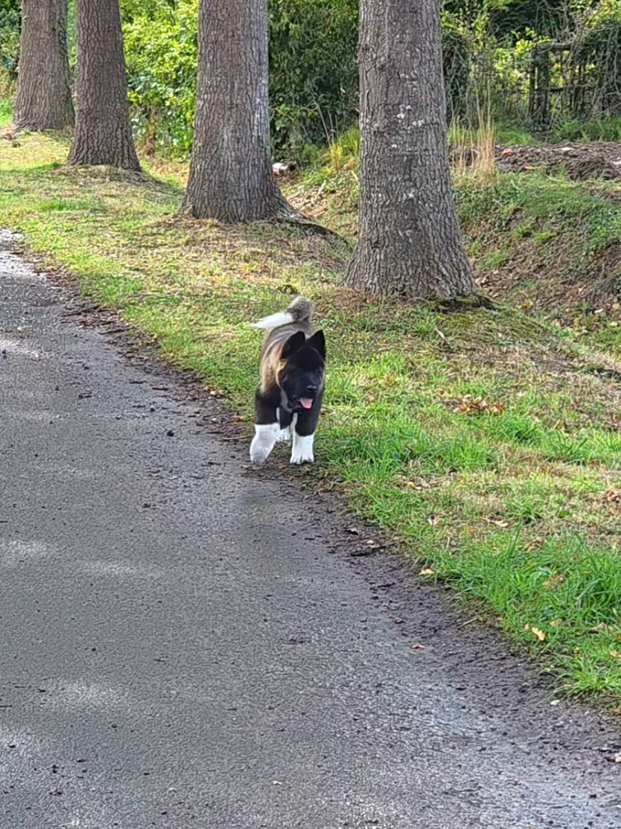 Rocky 🐾🐶🤩 #akitaamericain #akitaamericano #americanakita #puppy #dog 
