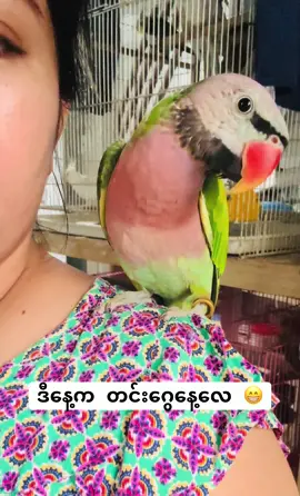 ချစ် လိုက်တာ😁#Kit Kit#parrotslovers #talking#Hungry#bye🦜❤️