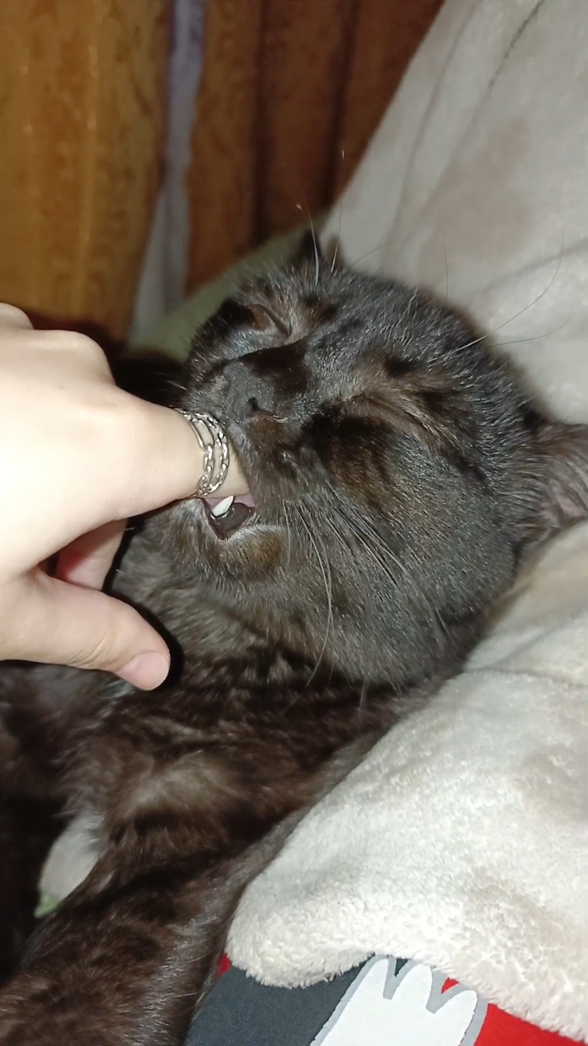 #thesuckingcat #fyp #cat #kitty #funnyvideo 