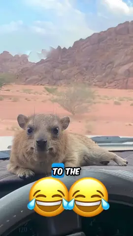 #funnyvideo #talkingdog #talkingcat #voiceover #animalsoftiktok 