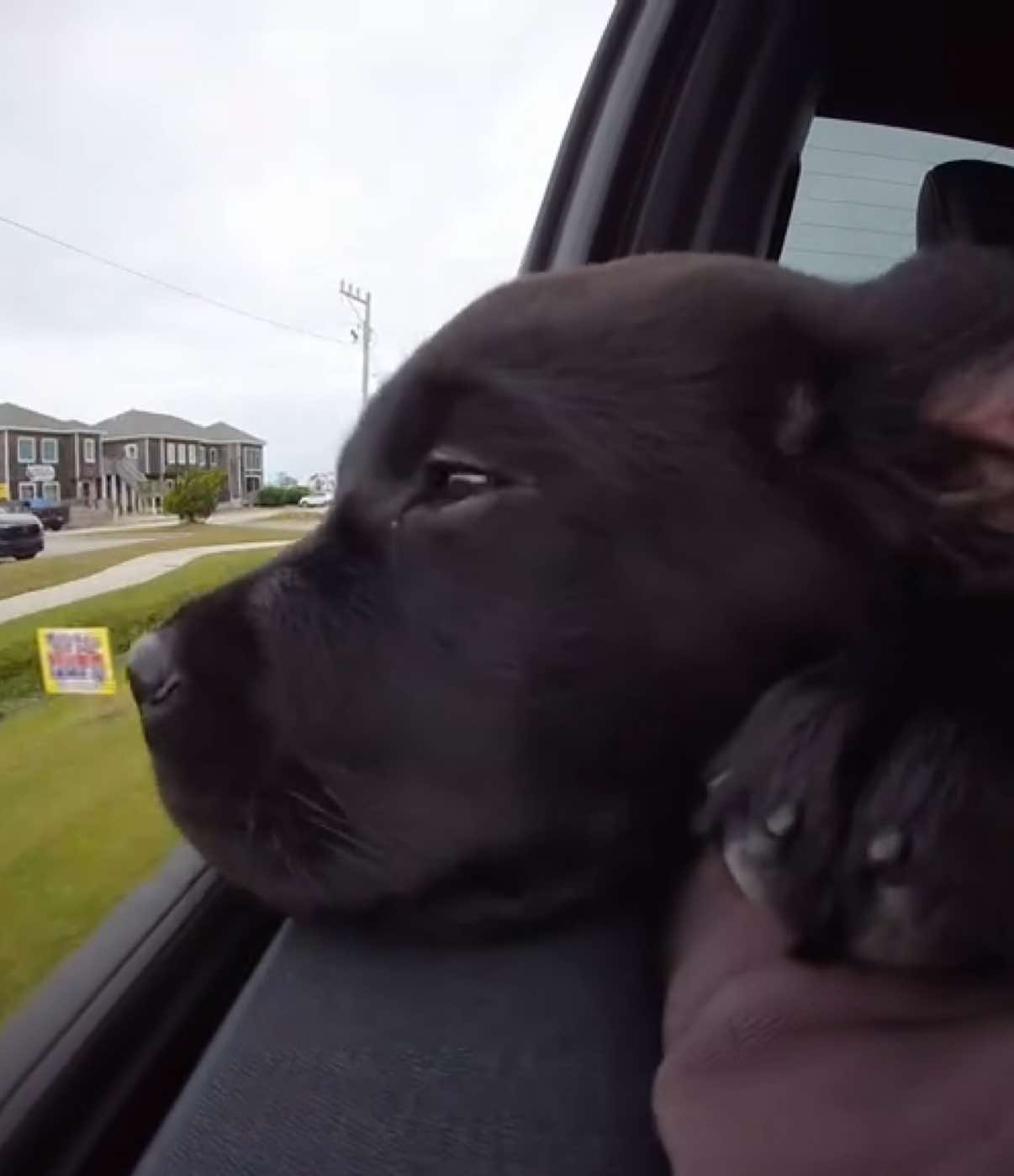 Banks’ first windows down ride 💫 #puppy #dogsoftiktok #dog #dogsoftiktok 